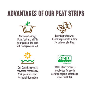 Jiffy 10 Cells 4 in. H X 10 in. W X 4 in. L Seed Starting Peat Pot 5 pk