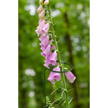Panacea 28 in. H X 1.5 in. W X 0.5 in. D Green Metal Plant Stake