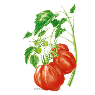 Botanical Interests Oxheart Pole Tomato Seeds