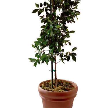 Bond 72 in. H X 0.6 in. W Green Steel Plant Stake