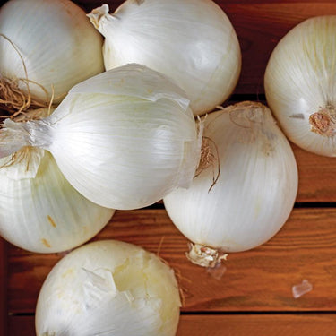DeGroot Platinum Performers White Ebenezer Onion Bulb 80 pk
