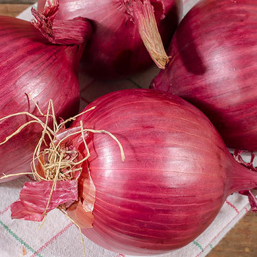 DeGroot Platinum Performers Red Onion Bulb 80 pk