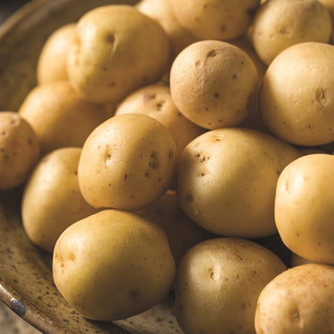 DeGroot Platinum Performers Kennebec Potato Seeds 6 pk