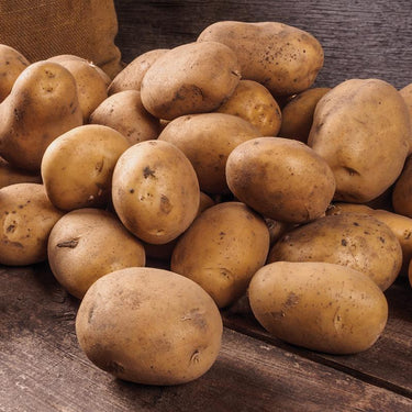 DeGroot Platinum Performers Russet Norkotah Potato Seeds 6 pk