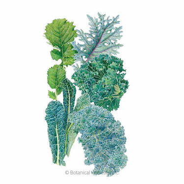 Botanical Interests Premier Blend Kale Seeds