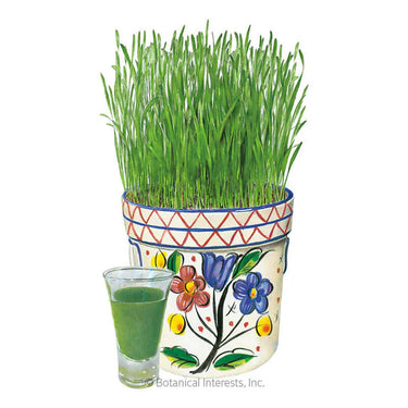 Botanical Interests Wheatgrass Juice Seeds