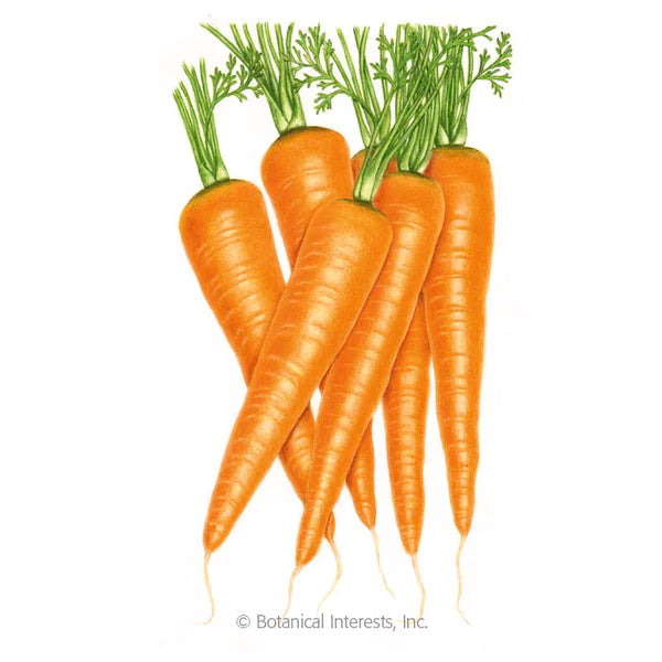 Load image into Gallery viewer, Danvers 126 Carrot Seeds
