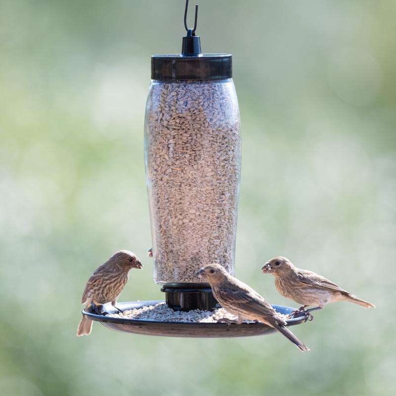Load image into Gallery viewer, Perky-Pet Wild Bird and Finch 2 lb Glass Decorative Bird Feeder
