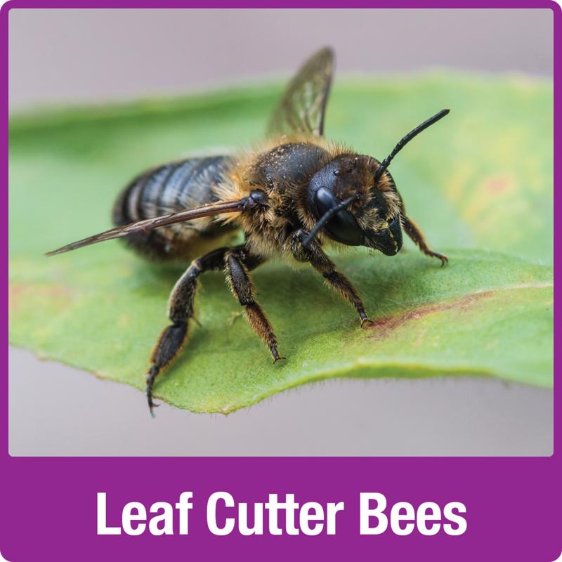 Load image into Gallery viewer, Nature&#39;s Way Better Gardens Bee House
