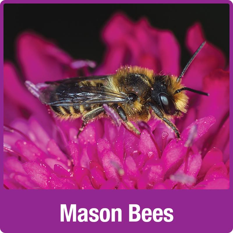 Load image into Gallery viewer, Nature&#39;s Way Better Gardens Bee House
