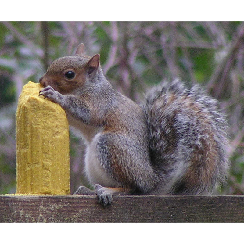 Load image into Gallery viewer, C&amp;S Products Squirrelog Wildlife Corn Squirrel and Critter Food 32 oz
