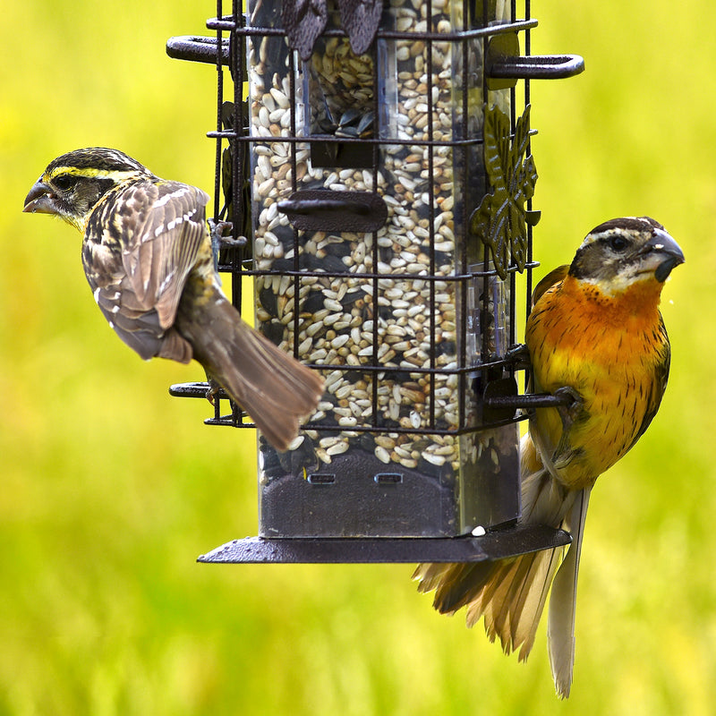 Load image into Gallery viewer, Perky-Pet Squirrel-Be-Gone Wild Bird 2 lb Metal/Plastic Bird Feeder 6 ports
