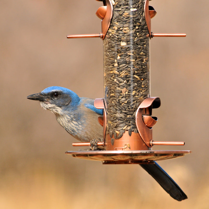 Load image into Gallery viewer, Perky-Pet Wild Bird and Finch 1.8 lb Copper Bird Feeder 4 ports
