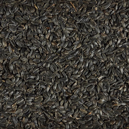 Ace Songbird Black Oil Sunflower Seed Wild Bird Food 5 lb