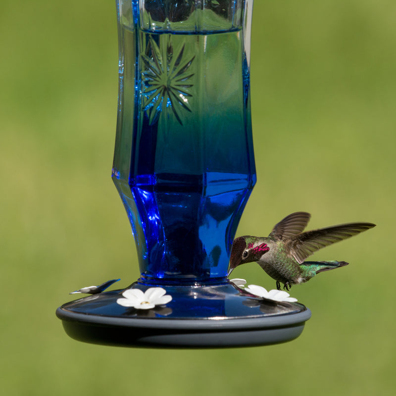 Load image into Gallery viewer, Perky-Pet Hummingbird 16 oz Glass/Metal Nectar Feeder 4 ports
