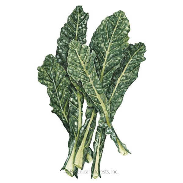 Load image into Gallery viewer, Lacinato Dinosaur Kale Seeds
