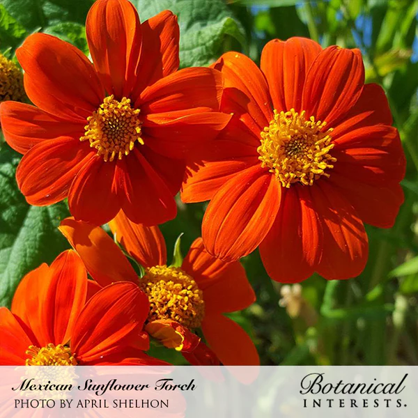 Load image into Gallery viewer, Torch Mexican Sunflower Seeds
