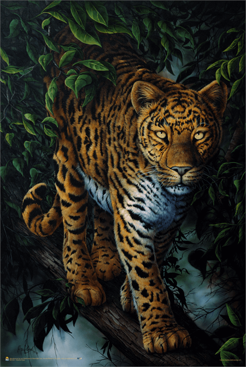 Watchful Eyes By Jenny Newland Poster