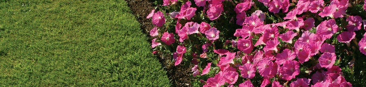May Plant Sale
