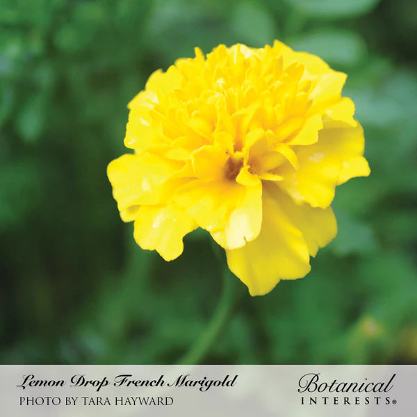 Load image into Gallery viewer, Lemon Drop French Marigold Seeds
