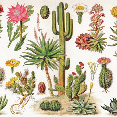 Cacti ~ Cactus 1000 Piece Jigsaw Puzzle