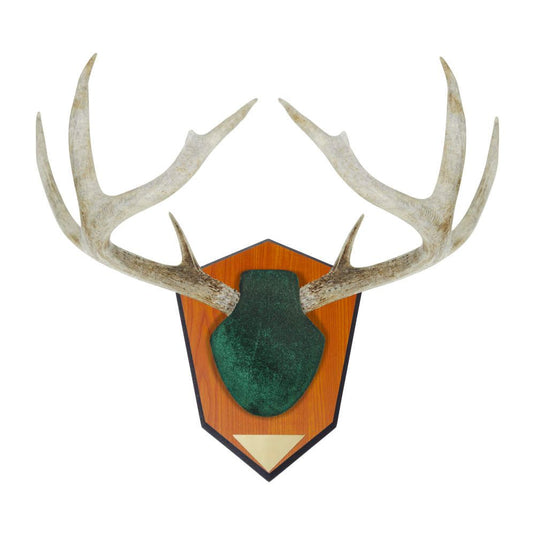 Allen Hunting Trophy Antler Mounting Kit - Green Skull Cover