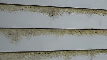 Zinsser Jomax House Cleaner and Mildew Killer 1 gal