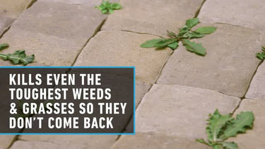 Ortho GroundClear Weed and Grass Killer RTU Liquid 1 gal