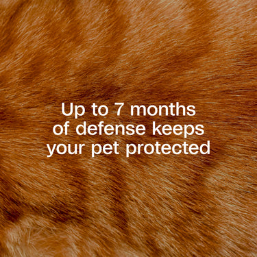 ADAMS Plus Flea & Tick Collar for Cats
