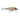 #5 CountDown® Rainbow Trout