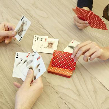 Cat Playing Cards 3D